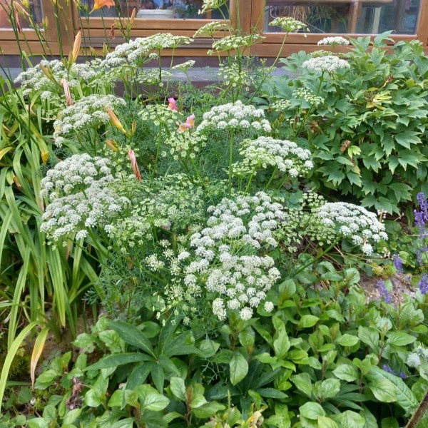 Glänzender Liebstöckel (Ligusticum lucidum)