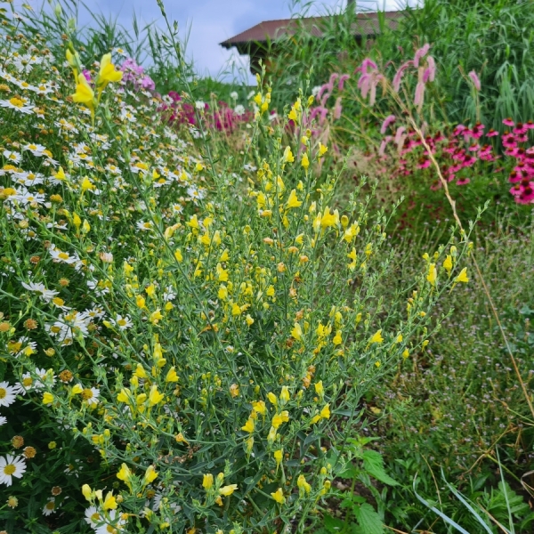 Ginster-Leinkraut (Linaria genistifolia)