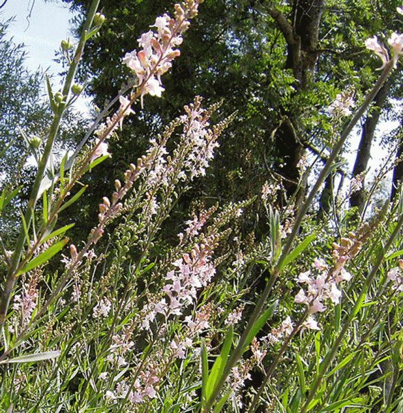 Rosa Leinkraut Canon J. Want (Linaria purpurea Canon J. Want)