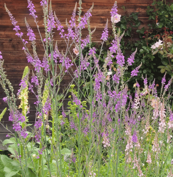 Leinkraut (Linaria purpurea)