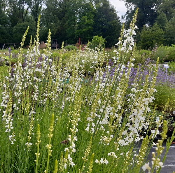 Weißes Leinkraut Alba (Linaria purpurea Alba)