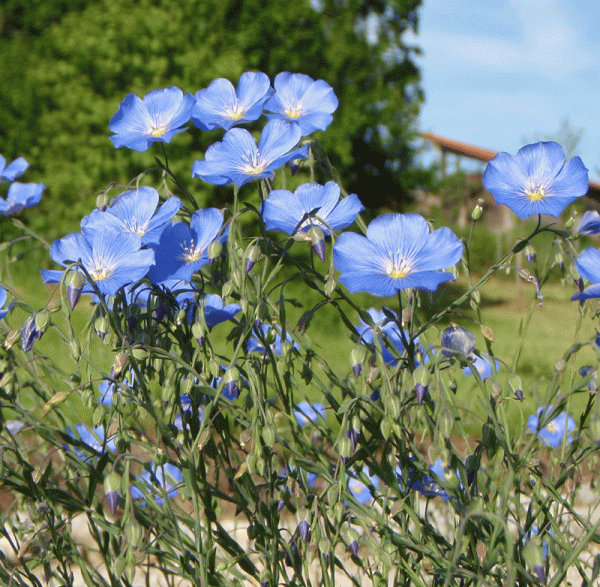 Staudenlein (Linum perenne)