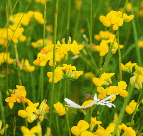 Gewöhnlicher Hornklee (Lotus corniculatus)