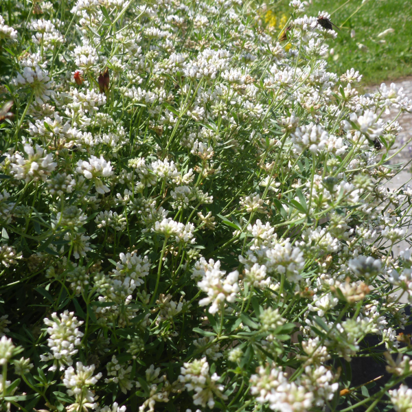 Deutscher Backenklee (Dorycnium germanicum, Lotus germanicus)
