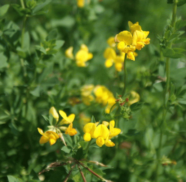 Sumpf-Hornklee (Lotus uliginosus, Lotus pedunculatus)