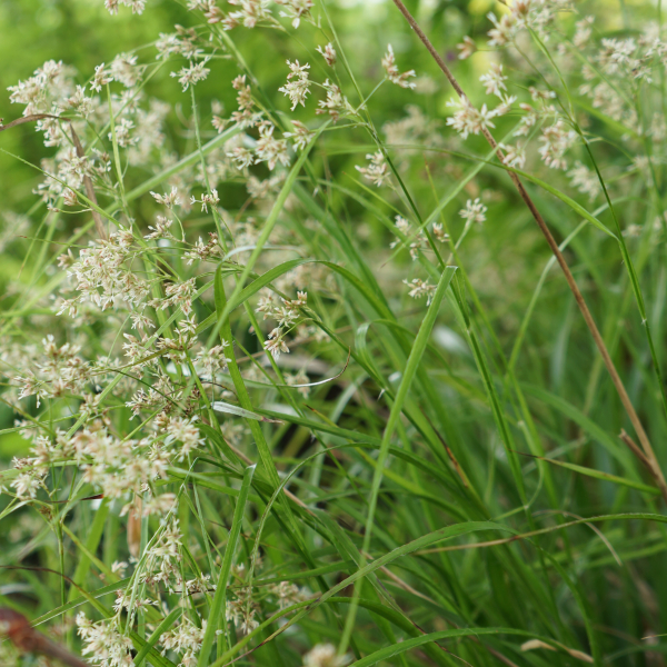Schnee-Marbel (Luzula nivea)