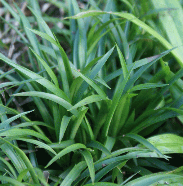 Frühlings-Hainsimse (Luzula pilosa Igel)