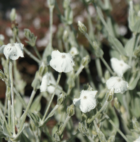 Samtnelke, Vexiernelke Alba (Lychnis coronaria Alba)
