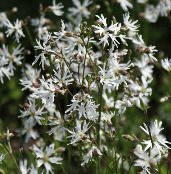 Kuckucks-Lichtnelke White Robin (Silene flos-cuculi White Robin, alt: Lychnis flos-cuculi)