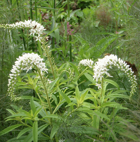 Schnee-Felberich, Entenschnabel-Felberich (Lysimachia clethroides)