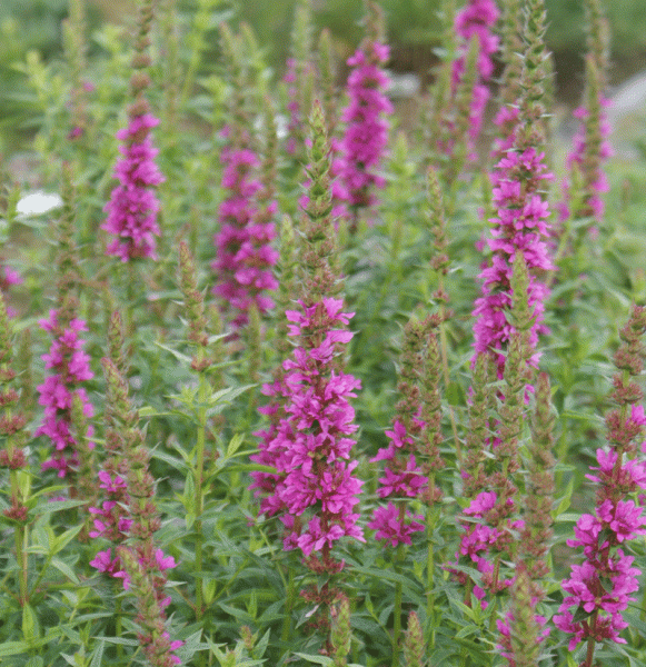 Blutweiderich Zigeunerblut (Lythrum salicaria Zigeunerblut)