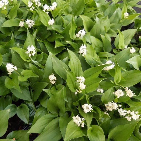 Zweiblättriges Schattenblümchen (Maianthemum bifolium)