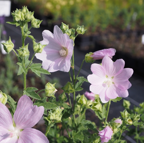 Rosenpappel, Siegmarskraut (Malva alcea)