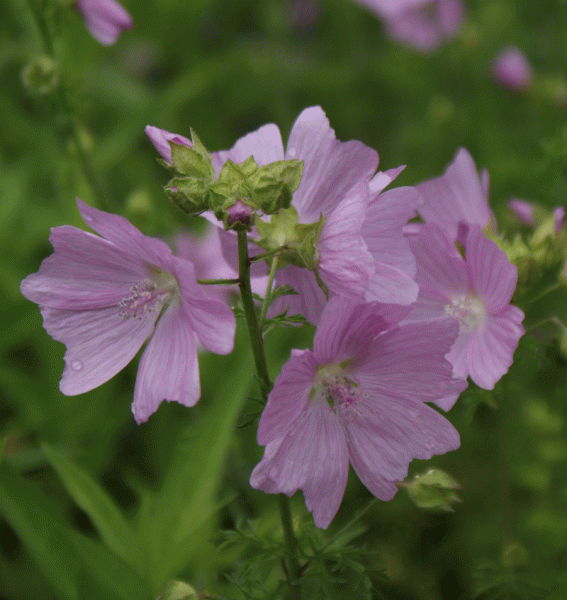 Moschus-Malve (Malva moschata)