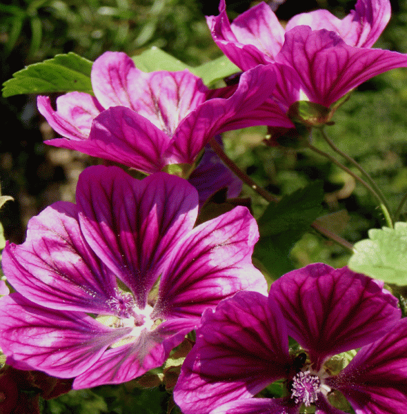 Rosspappel, Wilde Malve (Malva sylvestris)