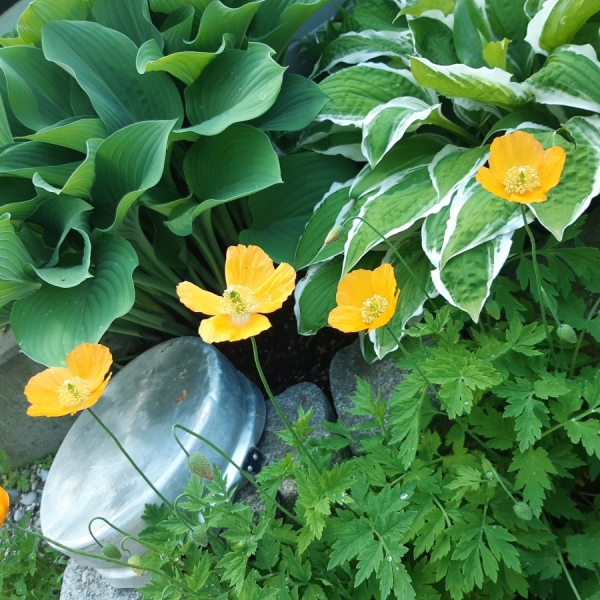 Wald-Scheinmohn Aurantiaca (Papaver cambricum)