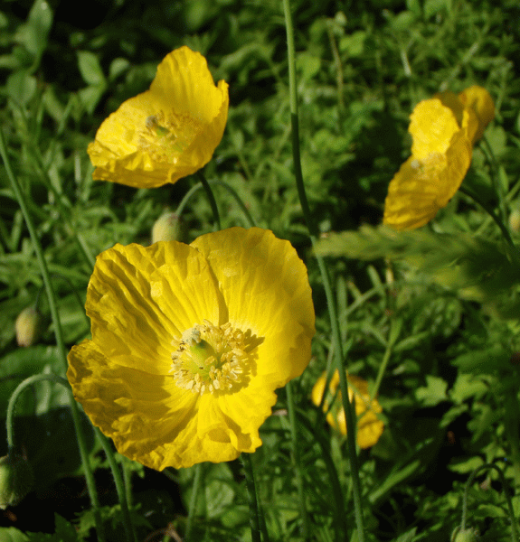 Wald-Scheinmohn (Papaver cambricum; syn. Meconopsis cambrica)