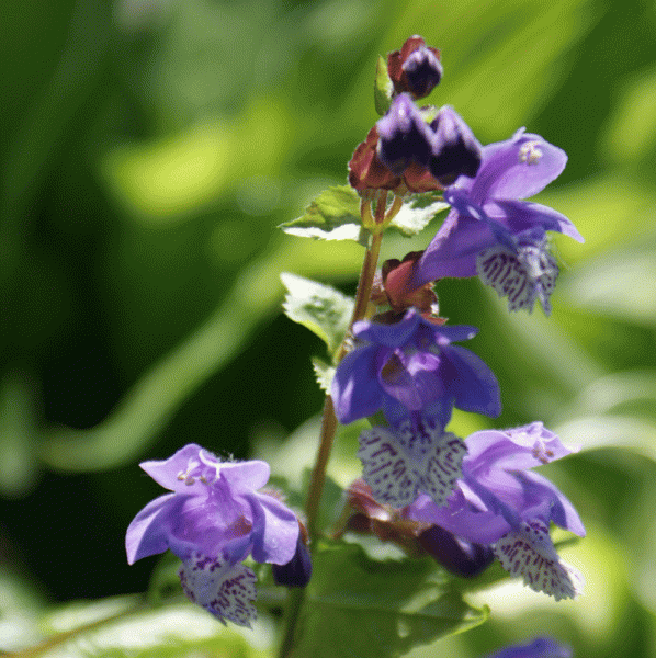 Japannessel Japanblau (Meehania urticifolia Japanblau)
