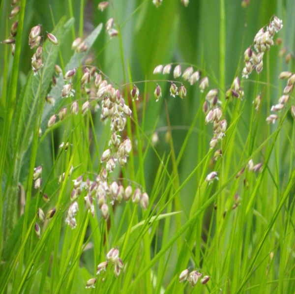 Nickendes Perlgras (Melica nutans)