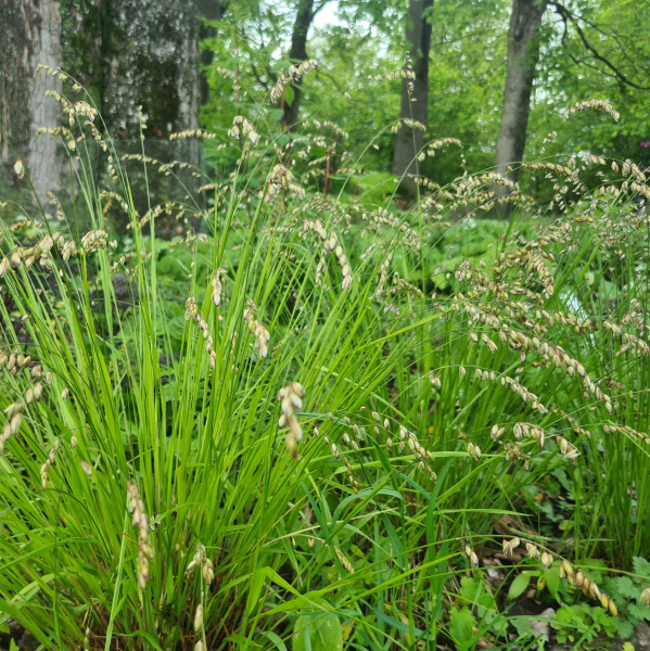 Nickendes Perlgras (Melica nutans)