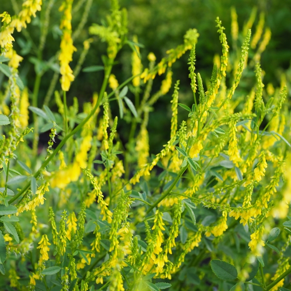 Steinklee (Melilotus officinalis)