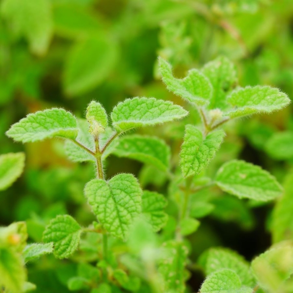 Kreta-Melisse (Melissa officinalis var. altissima)