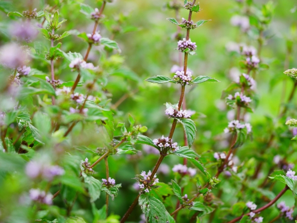 Ingwerminze Blüte