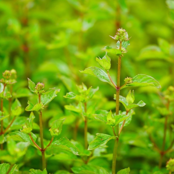 Könischwasser-Minze (Mentha species Kölnischwasser)