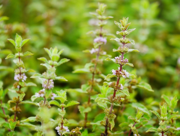 Lavendelminze Blüte