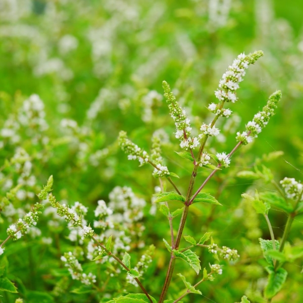 Mojito-Cocktail-Minze (Mentha species Mojito-Cocktail)