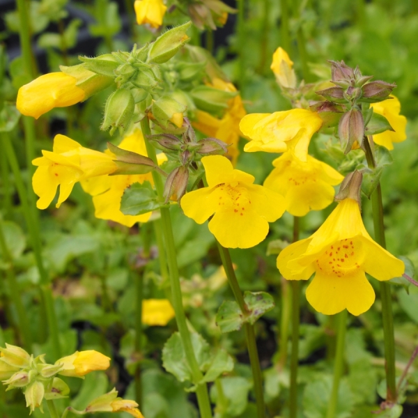 Gelbe Gauklerblume (Mimulus luteus)