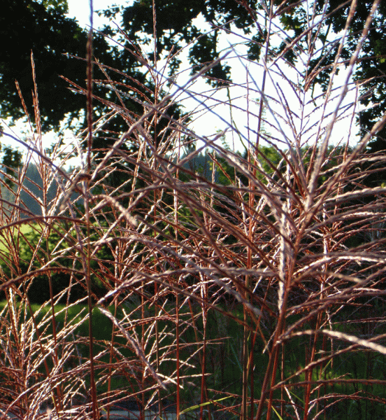 Chinaschilf Rotsilber (Miscanthus sinensis Rotsilber)