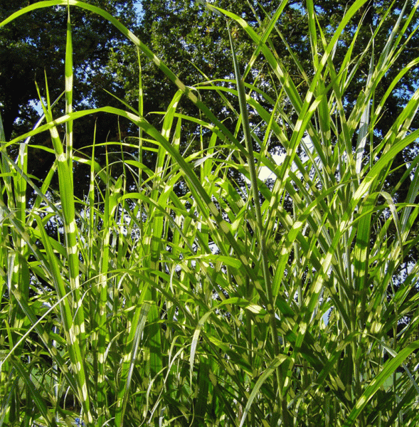 Chinaschilf Zebrinus (Miscanthus sinensis Zebrinus)
