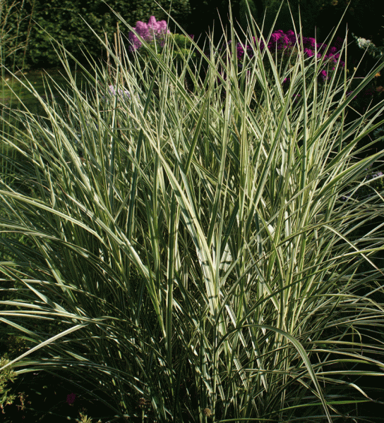 Chinaschilf Variegatus (Miscanthus sinensis Variegatus)