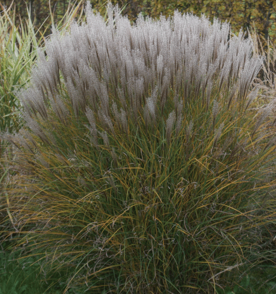 Chinaschilf Kleine Silberspinne (Miscanthus sinensis Kleine Silberspinne)