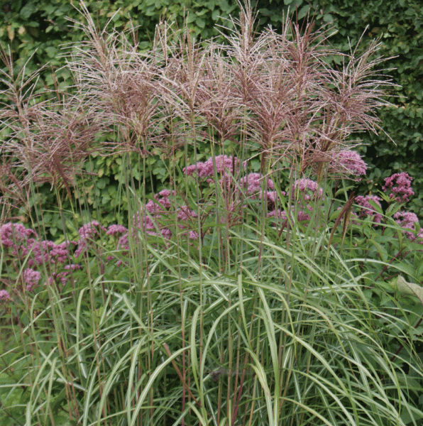 Chinaschilf Malepartus (Miscanthus sinensis Malepartus)