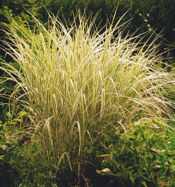 Chinaschilf Variegatus (Miscanthus sinensis Variegatus)
