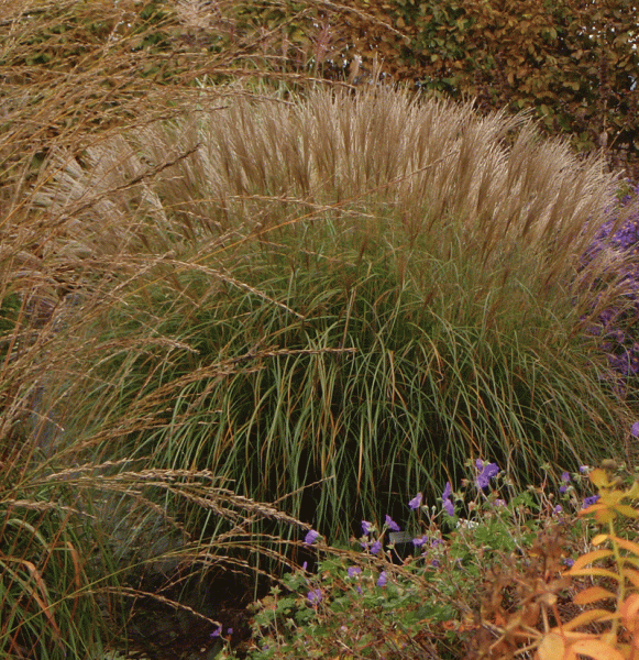 Chinaschilf Yakushima Dwarf (Miscanthus sinensis Yakushima Dwarf)