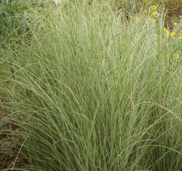 Chinaschilf Morning Light (Miscanthus sinensis Morning Light)