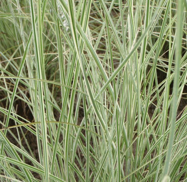 Chinaschilf Morning Light (Miscanthus sinensis Morning Light)