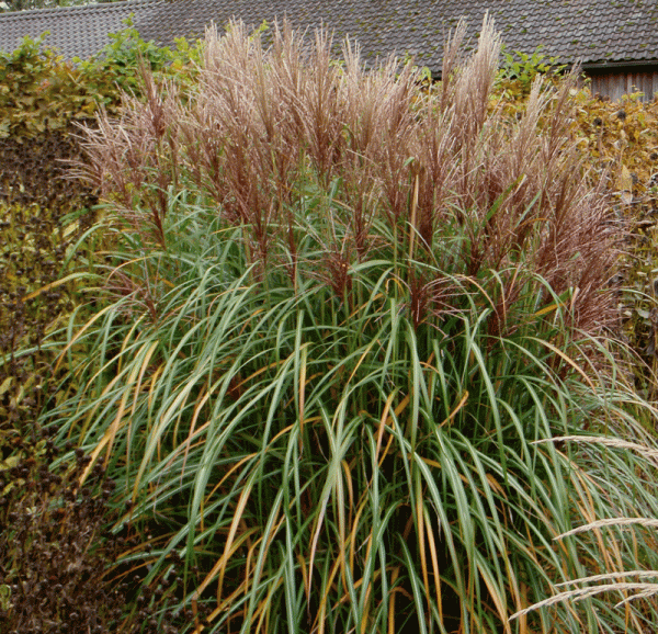 Chinaschilf Rotsilber (Miscanthus sinensis Rotsilber)