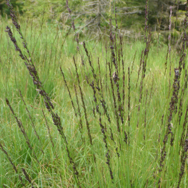 Moor-Pfeifengras (Molinia caerulea)
