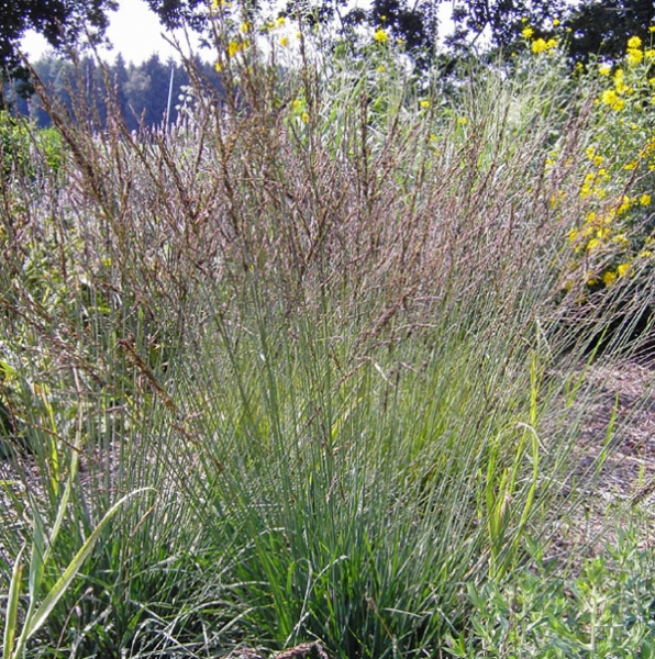 Moor-Pfeifengras (Molinia caerulea)