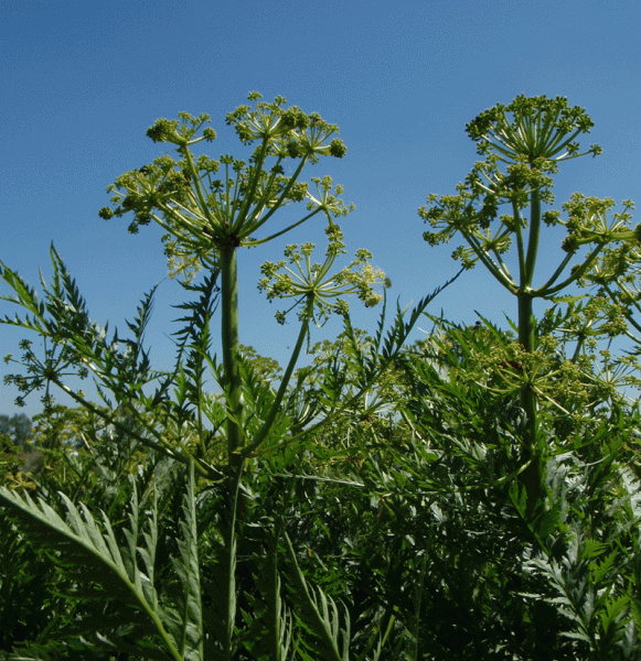 Striemensame (Molopospermum peloponnesiacum)