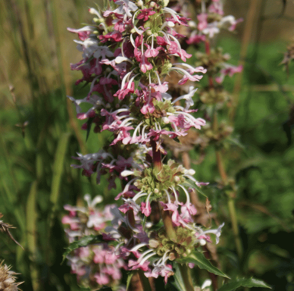 Kardendistel, Elfendistel (Morina longifolia)