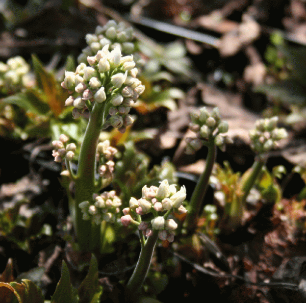 Ahornblatt (Mukdenia rossii , alt: Aceriphyllum rossii)