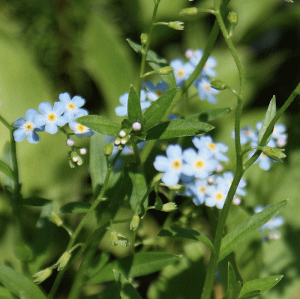 Sumpf-Vergißmeinnicht (Myosotis palustris)