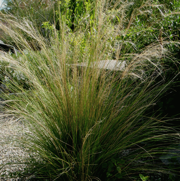 Ponygras (Nasella tenuissima, Stipa tenuissima)