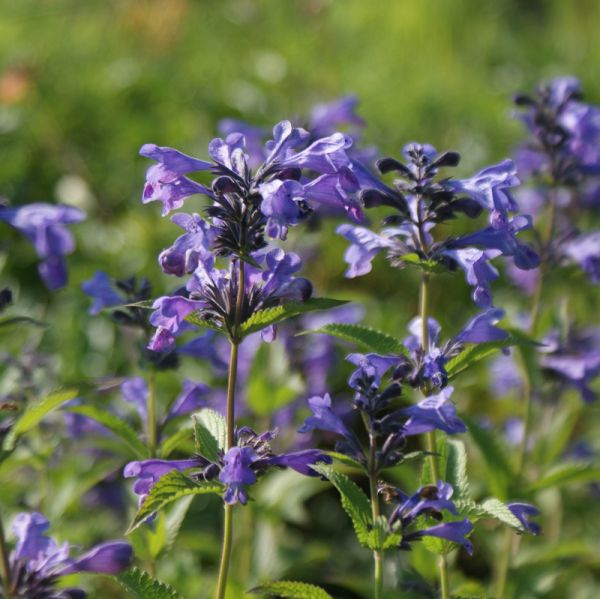 Katzenminze Weinheim Big Blue (Nepeta manchuriensis Weinheim Big Blue)