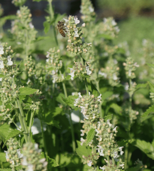 Zitronen-Katzenminze (Nepeta cataria ssp. citriodora)